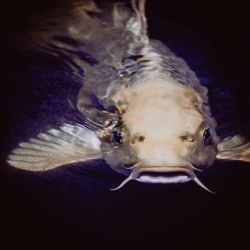 CatFish