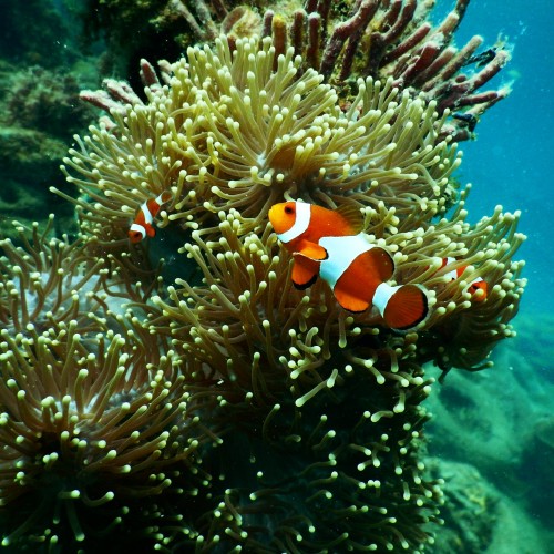 Clownfish