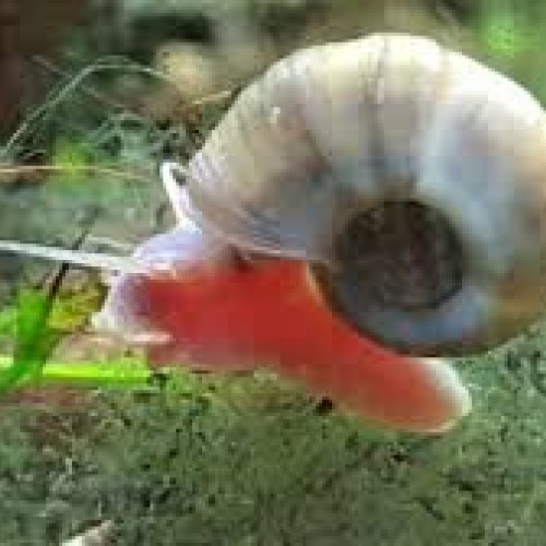 Freshwater Snails